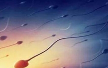 精子与人体之谜骚年还敢继续撸吗