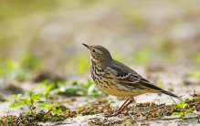 白眉歌鸫：世界上最值得养的鸟（长的好看叫声动听）