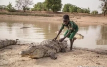 5种秒杀鳄鱼的动物,鳄鱼最大的克星