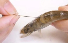 “虾线”不是粪便，“虾黄”才是虾的粪便？我们能吃虾黄吗？