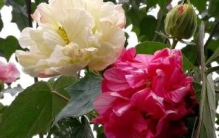 世界上颜色最多变的花：从开花到凋谢，共变换4种颜色