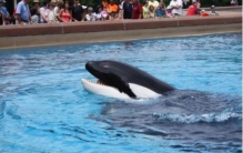 虎鲸被圈养42年后开始自残,为什么虎鲸很凶猛