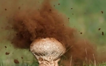 如何判断蘑菇是否有毒？羊肚菌都真假难分，不是专家还是别乱尝试