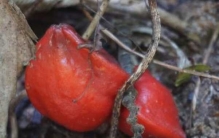 世界上最甜的水果:非洲竹芋，蔗糖甜度104倍(天然添加剂)