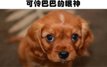 狗为什么会冲进厕所找你  狗狗常见的7种行为的科学解释