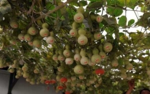 世界上结最多葫芦的葫芦藤:一根藤结656个(需半小时数)