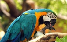 鹦鹉也懂人类语言的含义？当鹦鹉复述人类语言时，它自己理解吗