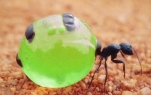 世界上最好吃的蚂蚁，沙漠蜜蚁（拧掉头部可以直接吃）