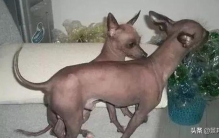 全球最丑的十大狗狗排名榜,世界最丑的狗狗排行