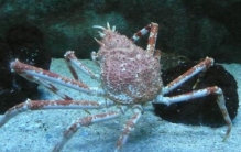 世界上最大的螃蟹：杀人蟹，蟹足长2.5-3米(蜘蛛蟹)