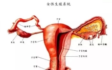 女性生殖系统重点内容总结图,女性泌尿系统百科知识