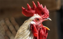 为什么有人会害怕鸡 恐鸡症难道是因为鸡是霸王龙的后代