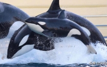 虎鲸的智商仅次于人类,虎鲸有多高的智商