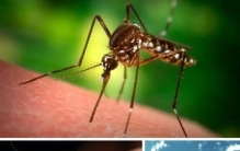 动物中的吸血鬼,自然界的十大吸血鬼