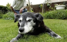 世界上活得最久的狗：布卢埃，29岁(澳洲牧羊犬)