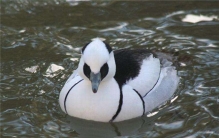 世界上最美的十种鸭子 旋嘴鸭是比较独特的一种