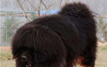 最贵藏獒价格3200万,体型最大的藏獒有多大