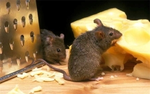 老鼠最怕什么气味 怎么把老鼠赶走（辣椒）