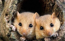 世界上战斗力最强的狗，比特犬（3分钟咬死2头牧羊犬）