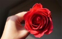 世界上最美丽的10种花 这十种花颜值超高很是动人