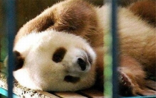 世界上仅存的一只棕色大熊猫 棕色大熊猫还活着吗