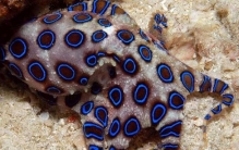 世界上毒性最强的章鱼:蓝环章鱼，咬一口致人死亡