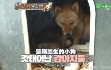 奇闻韩国的狗狗生了一个小猫,动物奇闻狗狗