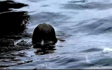 现实中的水猴子长什么样子,传说中的水猴子会是什么样子的