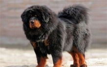 世界上寿命最长的狗 藏獒（体型大寿命长20岁左右）