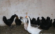 奇葩中的奇葩淡淡的忧伤是什么歌,奇葩中的奇葩的意思