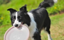 世界上最恶心的昆虫，茸毒蛾看着恶心（魔花螳螂吃配偶）