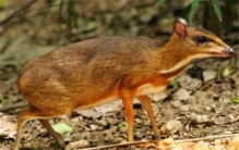 俄罗斯十大名犬 这些狗可以在俄罗斯地区称得上名次