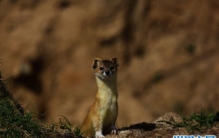 黄鼠狼附身科学解释不靠谱，竟然说臊味能致幻