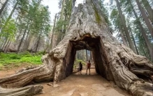 世界最高的树相当于50层的高楼,地球上最高的十棵树