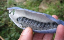 世界上最罕见的10种水果 猫屎瓜长相奇特但是作用很多