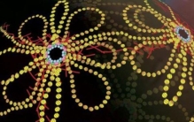 世界上最小的结婚戒指:由DNA环组成(是头发的千分之一)