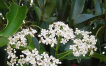 石楠花为什么有味道,石楠花有人觉得是香的吗