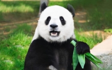 云南两兄弟杀害大熊猫,云南女孩被杀害案件