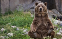 世界上最凶的熊是什么熊 生活在柯迪亚克岛上的棕熊