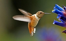 世界上最小的鸟排名，蜂鸟最轻只有2克/阔嘴鸟身长7厘米