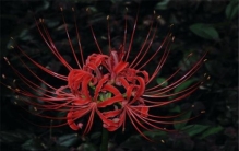 世界上十大名字最优雅的植物 水仙花是水中的仙子