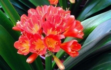 君子兰的秘密是什么,君子兰叶子烂了根是好的还能活么