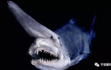 世界上有魔鬼鲨吗「神秘的魔鬼鲨为何世界上没有一个人捉到或看到过完整的」