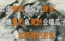 云南惊现诡异的鱼池塘里的鱼竟然会嗑瓜子村民这是我们圣鱼