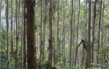 世界上最大的植物是什么树 杏仁桉树的特点是什么