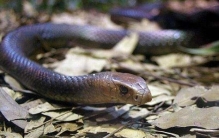 澳洲大陆上最大的毒蛇，棕伊澳蛇(最爱攻击睡觉的人)