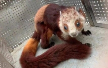 四川乐山发现野生飞狐 放生时突然飞下悬崖罕见一,飞狐叫声