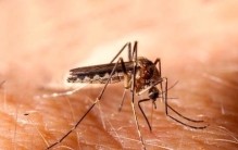 蚊子咬人后躲在哪里