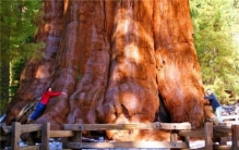 世界上最重的植物是什么 雪曼将军树（就像摩天大楼）