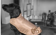 世界上最贵的狗夹克有多贵 最贵可达80万人民币